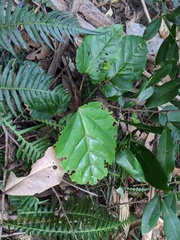 Cissus antarctica