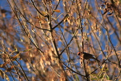 Haemorhous mexicanus