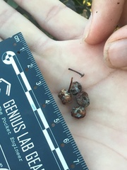 Arctostaphylos osoensis