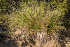 Nolina palmeri