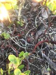 Arctostaphylos osoensis