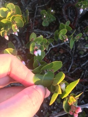 Arctostaphylos osoensis