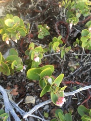 Arctostaphylos osoensis