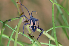 Mictis profana