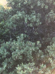 Arctostaphylos osoensis
