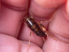 Ceuthophilus californianus