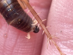 Ceuthophilus californianus