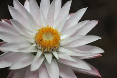 Rhodanthe chlorocephala