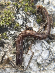 Annelida
