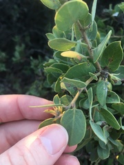 Arctostaphylos