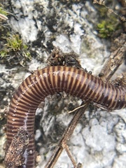 Annelida