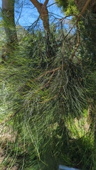 Allocasuarina