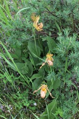 Cypripedium parviflorum pubescens