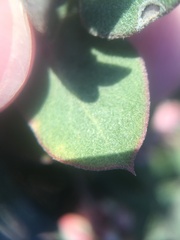 Arctostaphylos osoensis