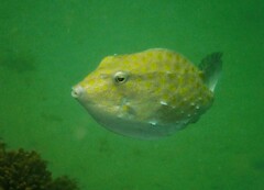 Anoplocapros inermis