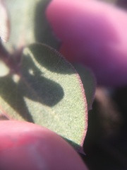 Arctostaphylos osoensis