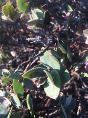 Arctostaphylos osoensis