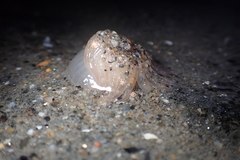 Harenactis attenuata