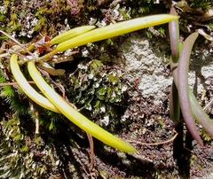 Dendrobium striolatum