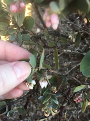 Arctostaphylos osoensis