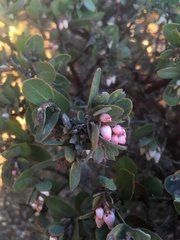 Arctostaphylos osoensis