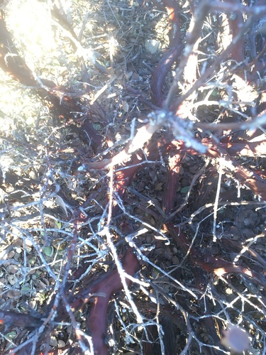 Arctostaphylos osoensis, photograph 6