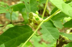Dictyanthus sepicola