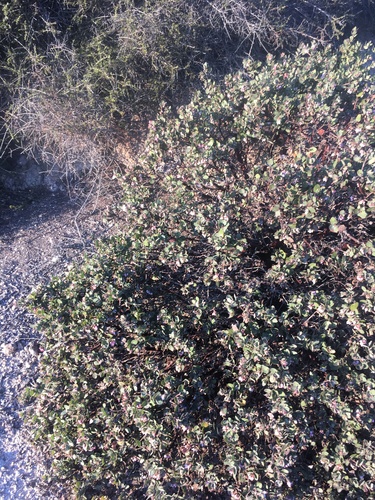 Arctostaphylos osoensis, photograph 5
