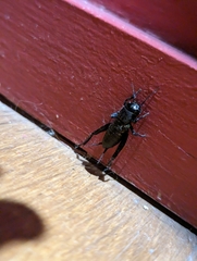 Gryllus bimaculatus