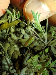 Astragalus nuttallianus