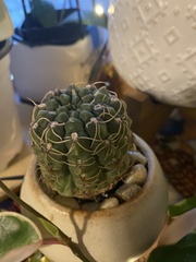 Trichocereeae