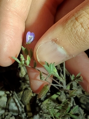 Astragalus nuttallianus