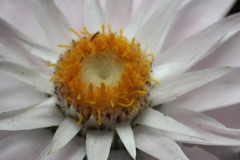 Rhodanthe chlorocephala