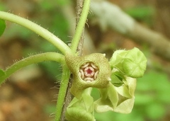 Dictyanthus sepicola