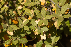 Quercus peninsularis