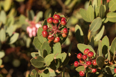 Arctostaphylos pringlei