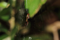 Micrathena
