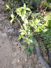Malpighia emarginata