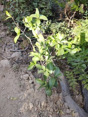 Malpighia emarginata