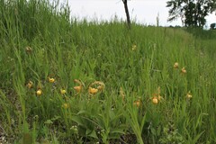 Cypripedium parviflorum pubescens