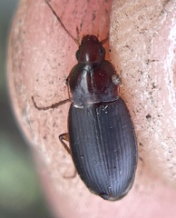 Calathus ruficollis