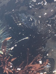 Cebidichthys violaceus