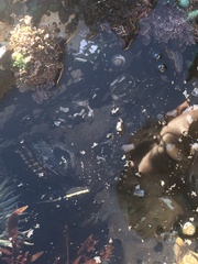 Cebidichthys violaceus