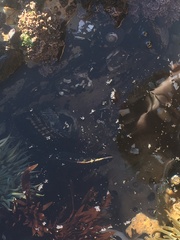 Cebidichthys violaceus