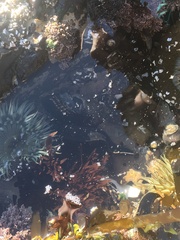 Cebidichthys violaceus