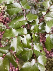 Berberis aquifolium