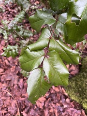 Berberis aquifolium