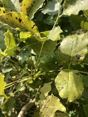 Metopium brownei