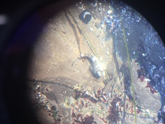 Clinocottus globiceps