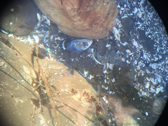 Clinocottus globiceps